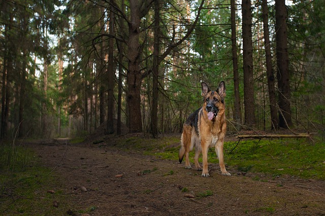 Chien den promenade en for&ecirc;t