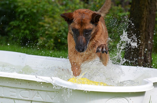 Chien dans la piscine