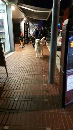 Labrador surpris par le lion