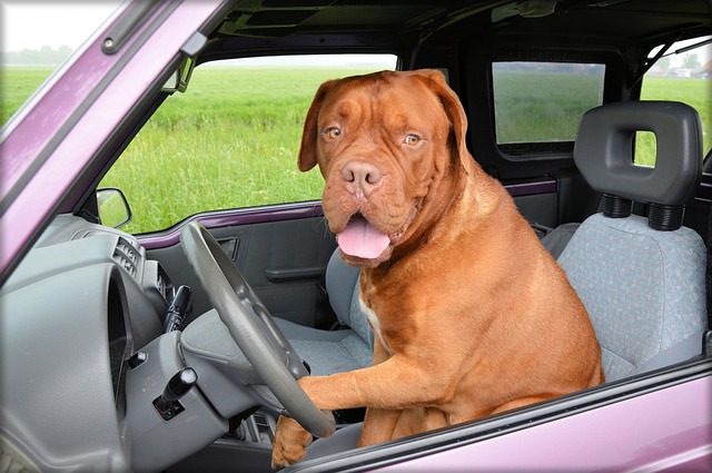 Départ en vacances : Conseils pour voyager en voiture avec son chien 